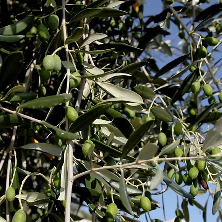 Agricostella Alloggio per agriturismo *